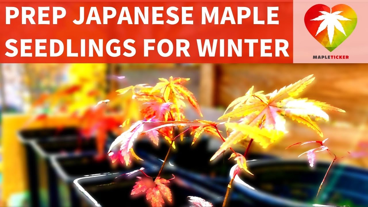Prep Japanese maple seedlings for the 1st Winter