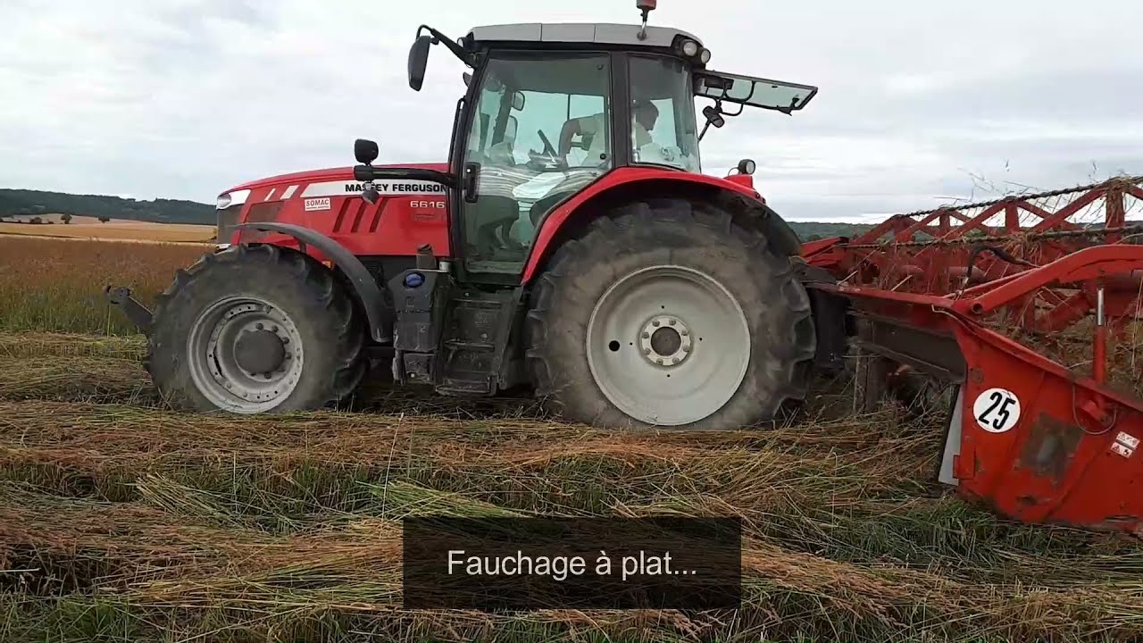 Récolte du dactyle porte graine   FNAMS