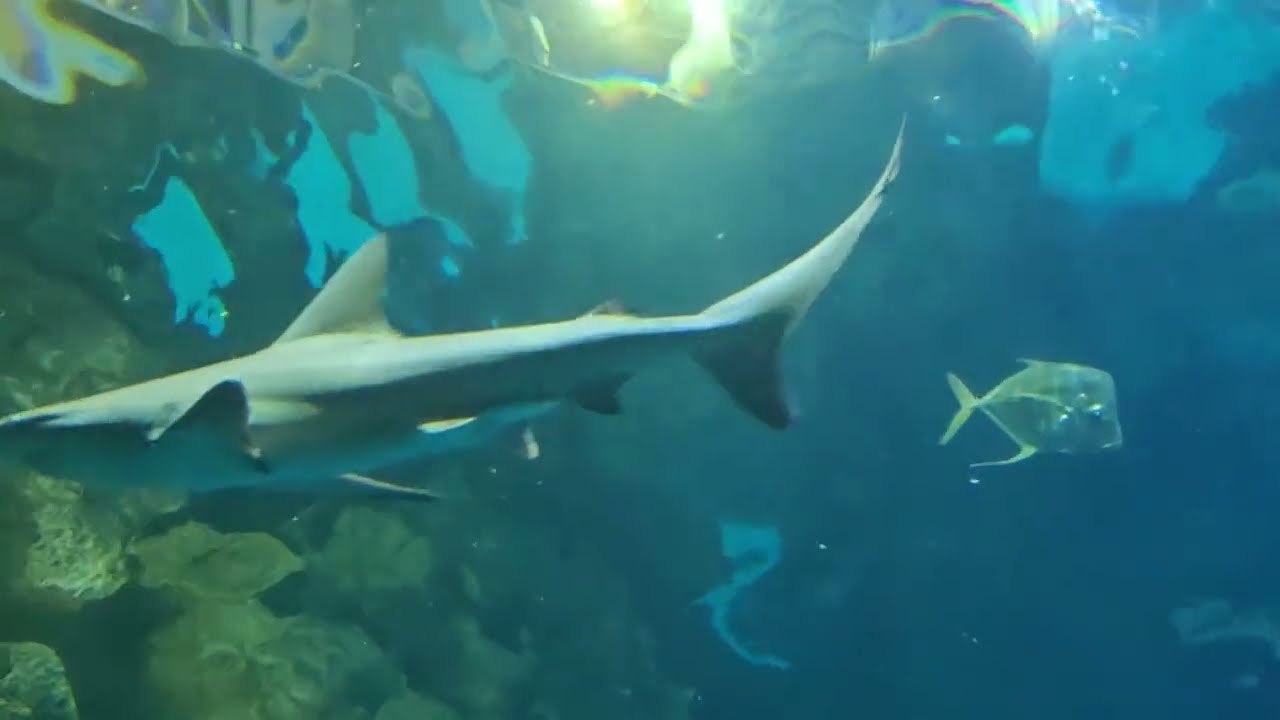 A Glimpse into the Mandalay Bay Shark Reef