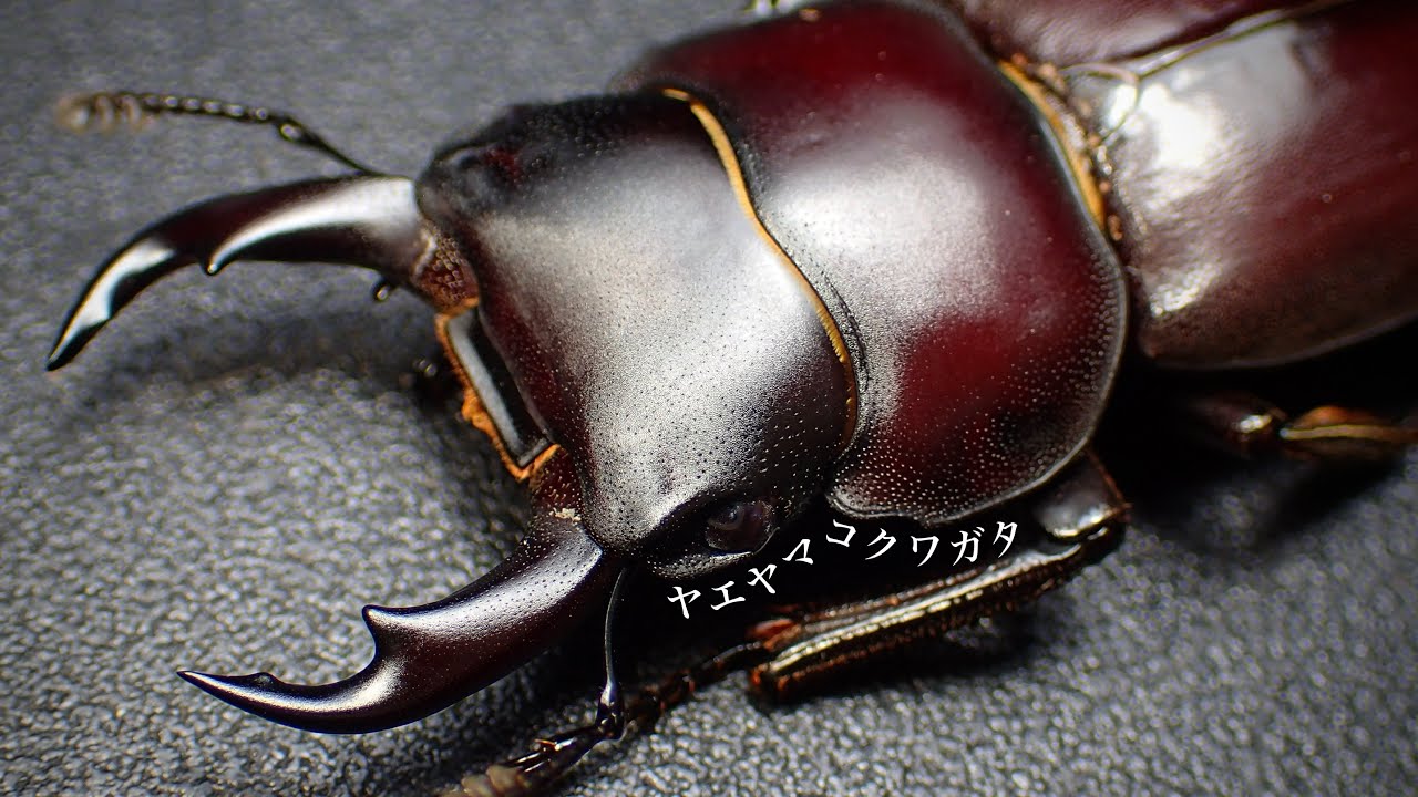 ヤエヤマコクワガタの成虫掘り出し結果【クワガタ飼育】