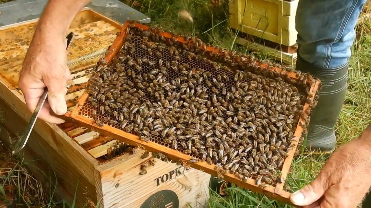 Het maken van een starter voor de koninginnenteelt