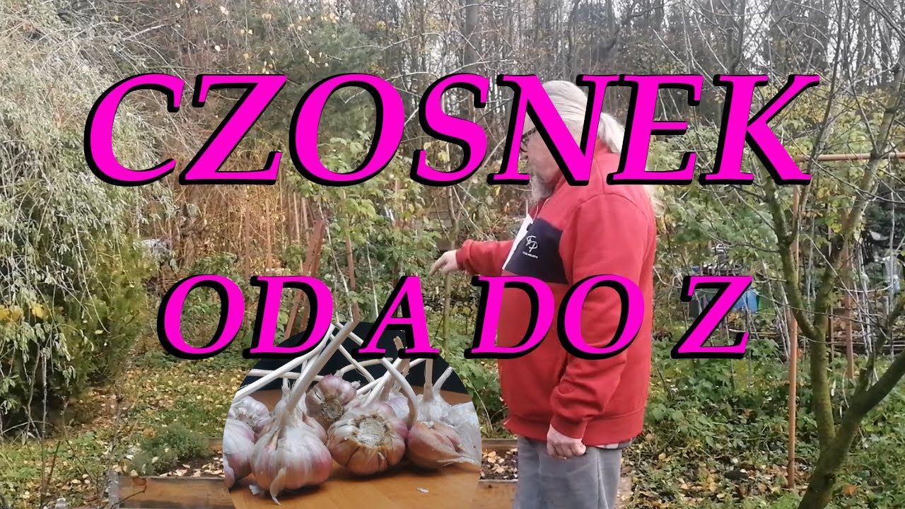 Uprawa czosnku zimowego Harnaś. Jak i kiedy sadzić czosnek, żeby był duży i zdrowy.