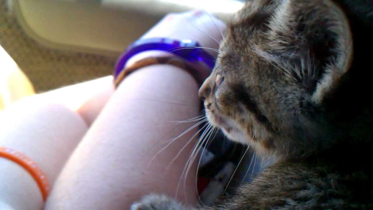 teh kitteh's meow