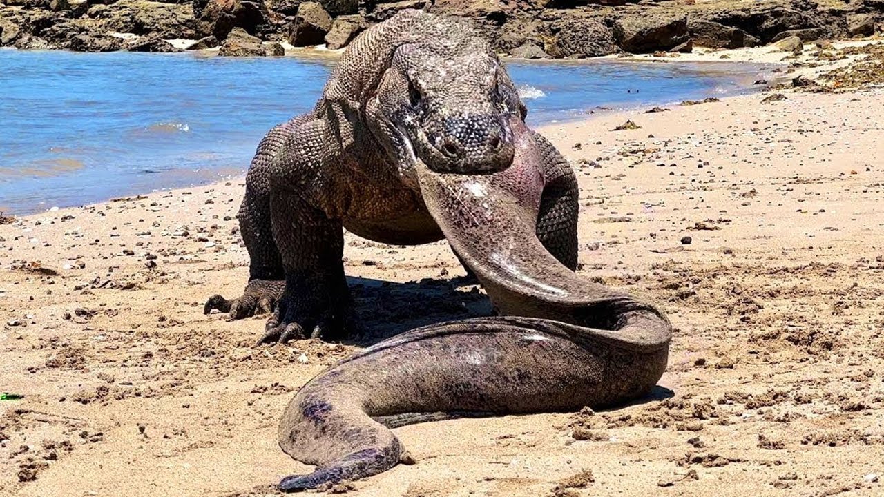 Grey Monitor Lizard vs Cobra – Fearless Desert Warrior!🐍💥