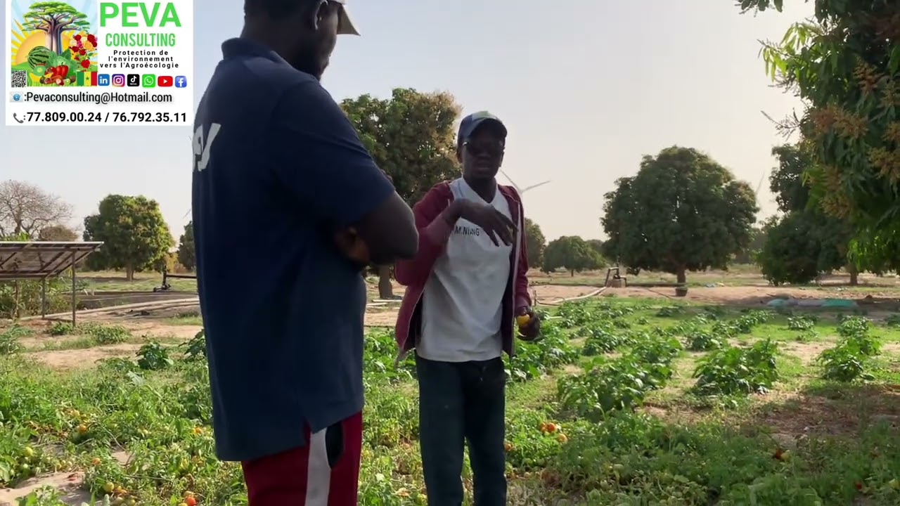 Les conséquences de la monoculture de solanacés ( Tomate, aubergine, piment, poivron, pom de terre)