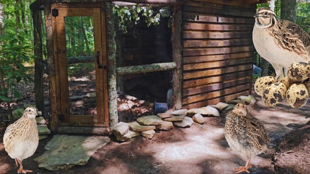 | DIY | Outdoor Quail Aviary Build