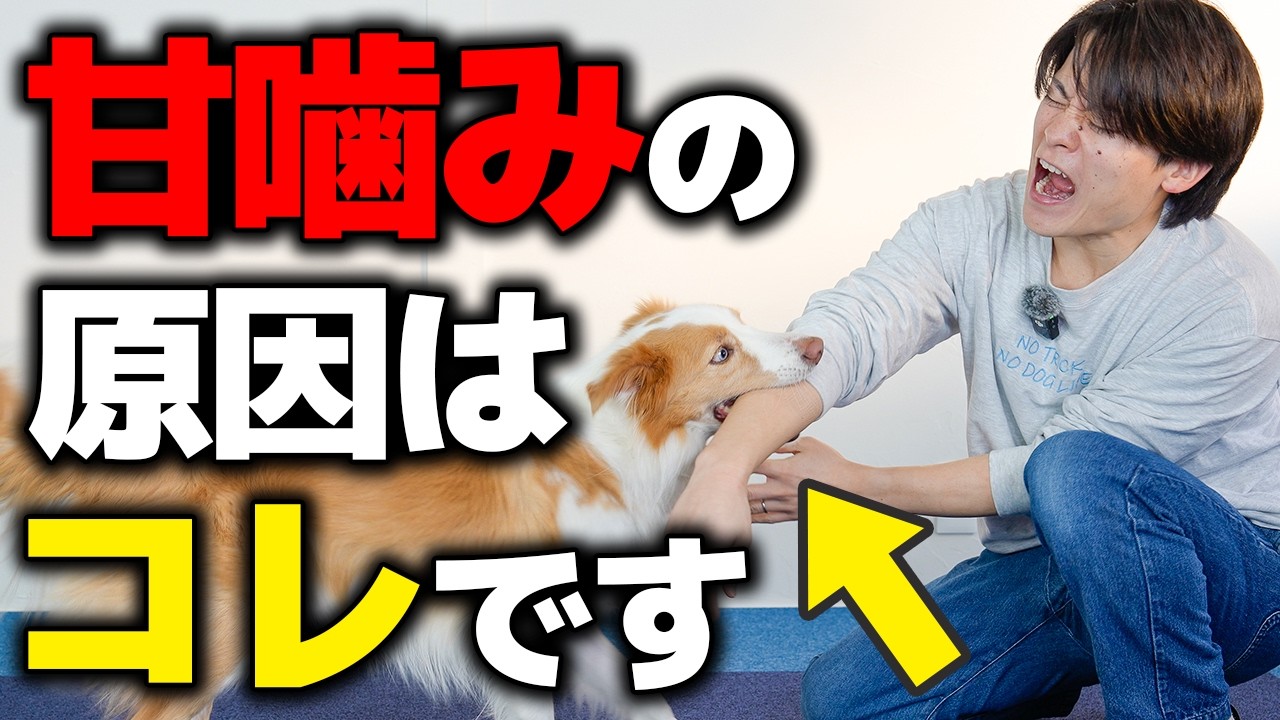 【衝撃】甘噛みは問題行動ではありません！｜犬が甘噛みする本当の理由をお教えします【犬のしつけ】