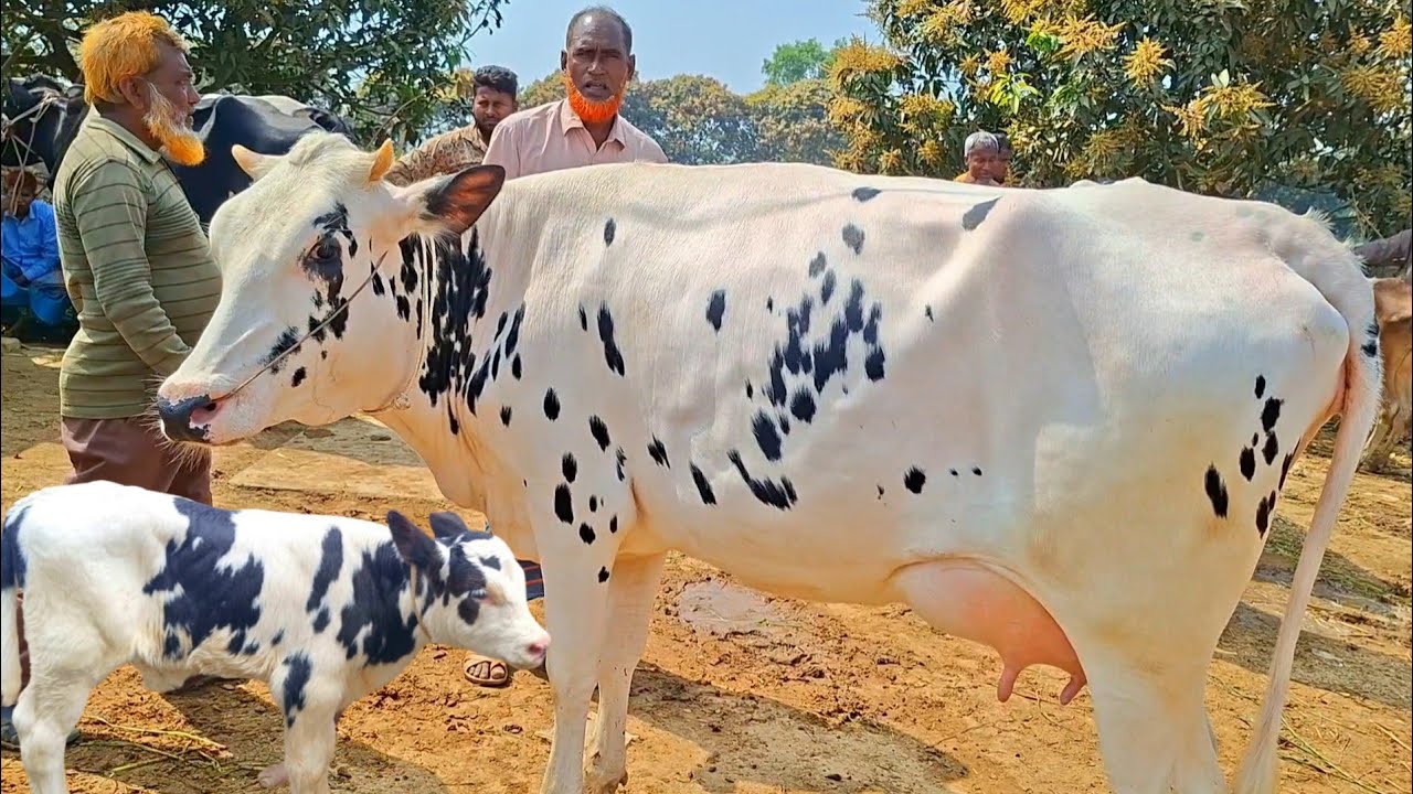 @আজ ৪/৩/২৬ | উন্নত জাতের দুধের গাভী ও বাছুর গরুর দাম | রানীগঞ্জ হাট 