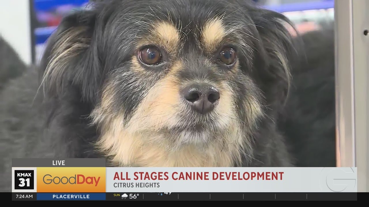 Bella is at All Stages Canine Development