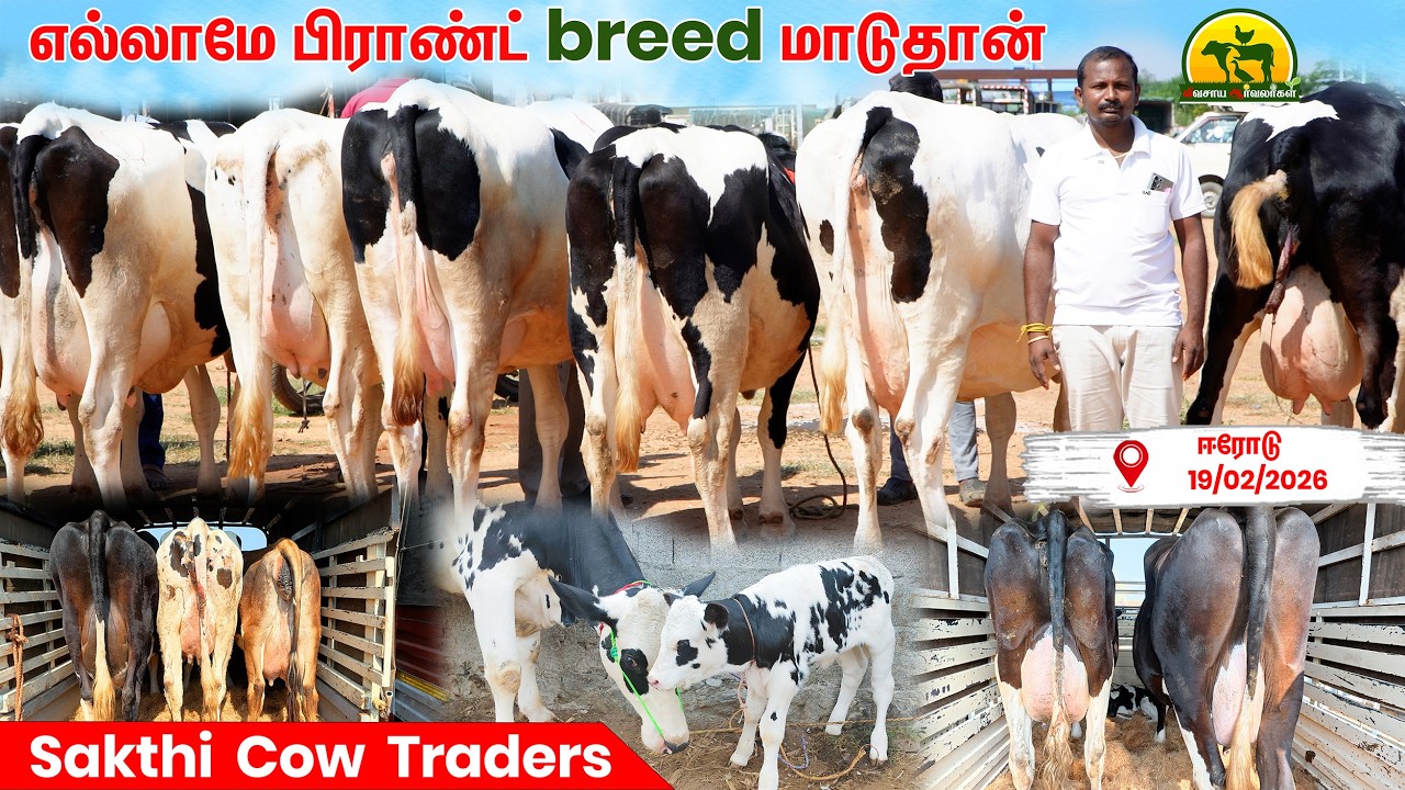 மடி அமைப்பு சரி பார்த்து வாங்கிய 100% குவாலிட்டி மாடுகள் @VivasayaArvalargal