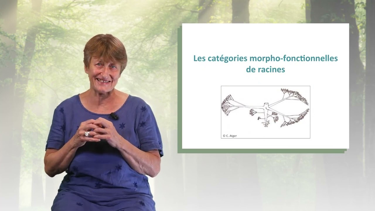 La diversité des architectures racinaires des arbres