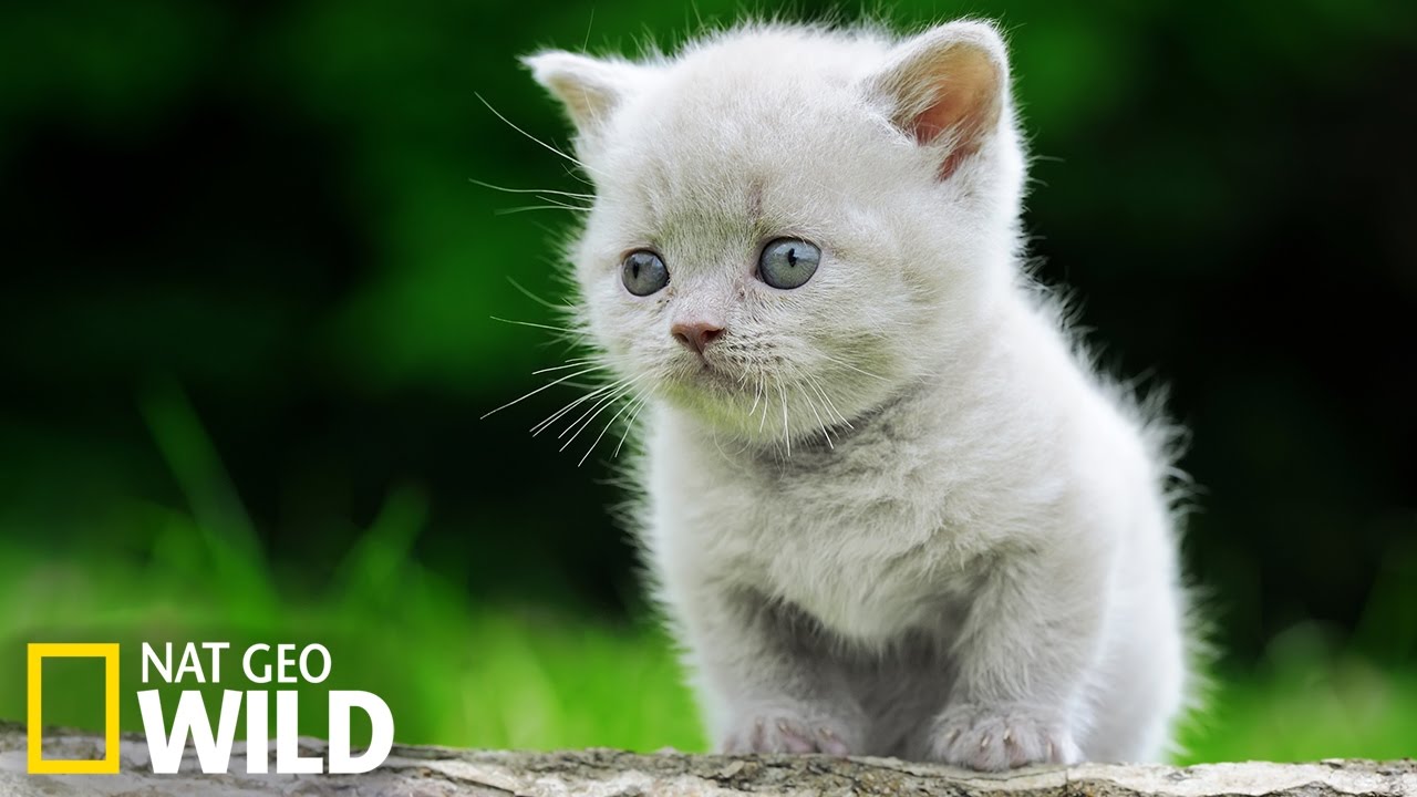 Des chatons en détresse