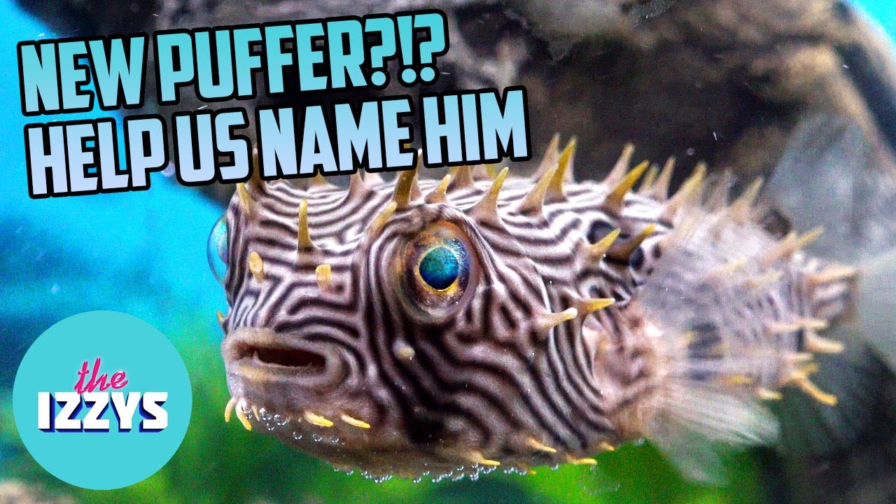 NEW PUFFERFISH!! We Need A Name! HELP US NAME HIM