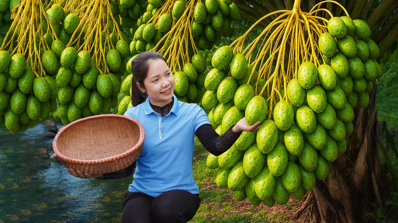 Harvesting 1000+ Kg Ambarella Goes To Market Sell | Harvesting and Cooking | Tan Daily Life