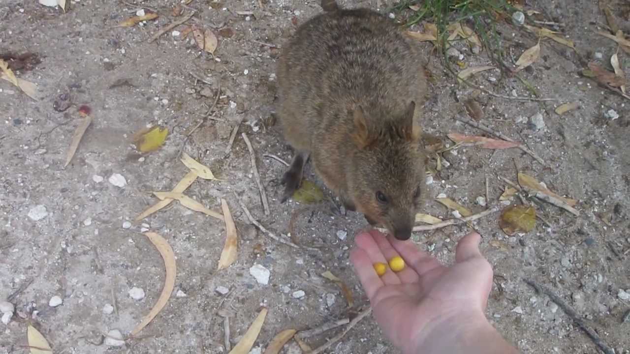 When Quokka's Attack!