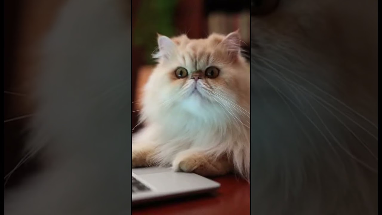 The Boss is Working! 🧐 Fluffy Persian Cat Pretends to Type on Laptop  Funny Animal Short 