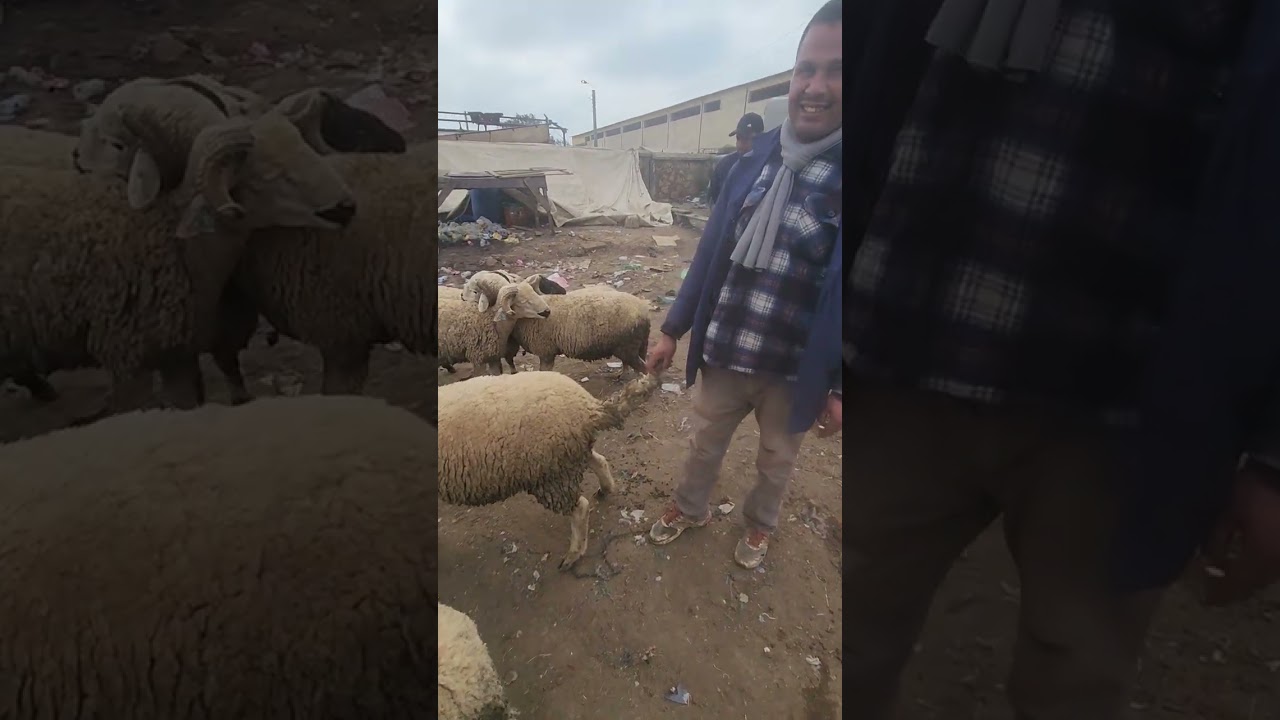 مباشراة من سوق ألاحد سولم. 1.3.2026