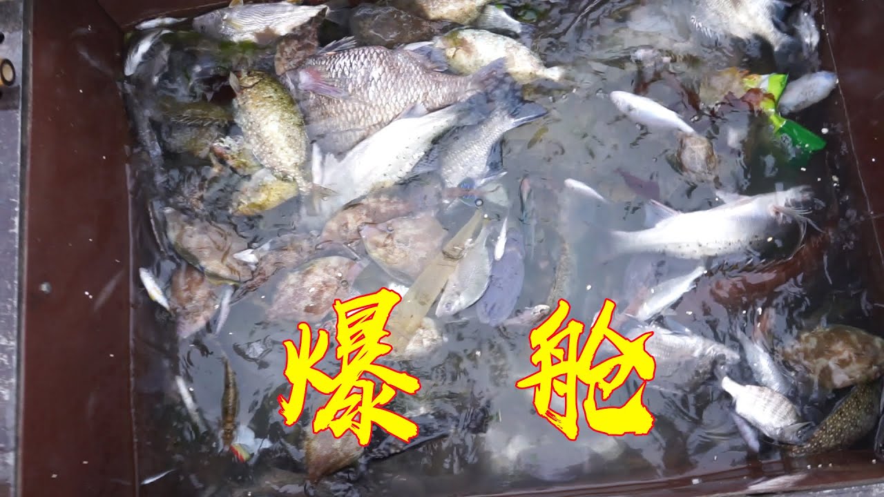 连续两天的大风，给阿兴带来爆舱的一天，船舱里面全是好鱼好货