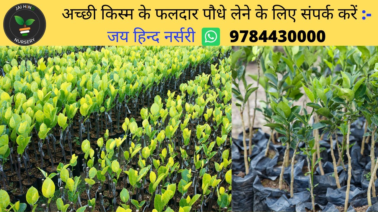 पौधों की बुकिंग करें निम्बू, किन्नू, संतरा, माल्टा  Plants Booking Lime kinnow,Orange,Malta #jhn