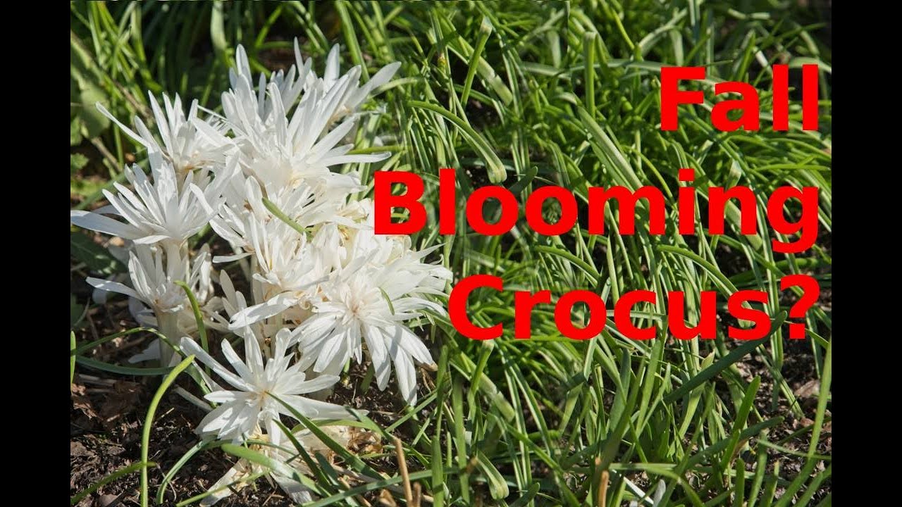 Fall Blooming Crocus and Colchicum