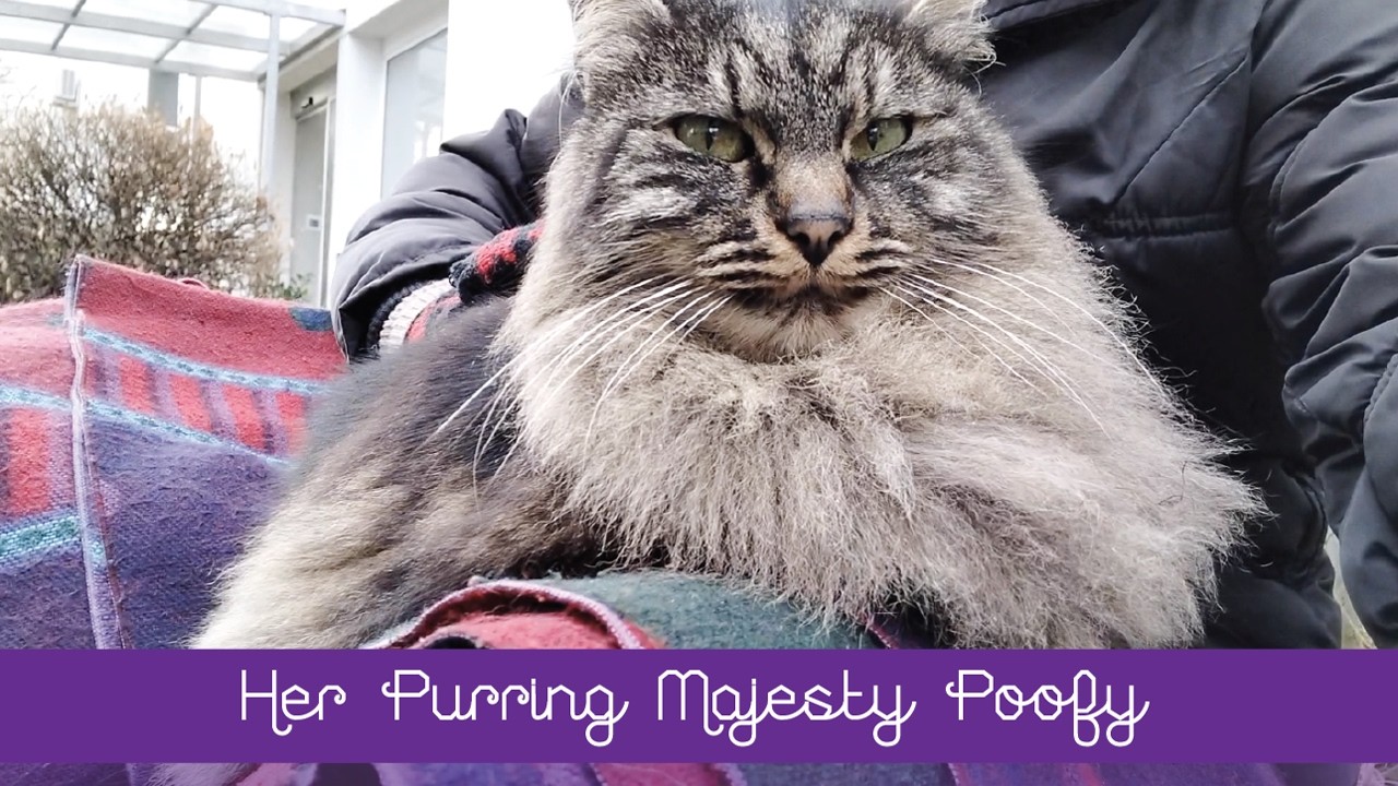 💖 Her Purring Majesty Poofy 💖