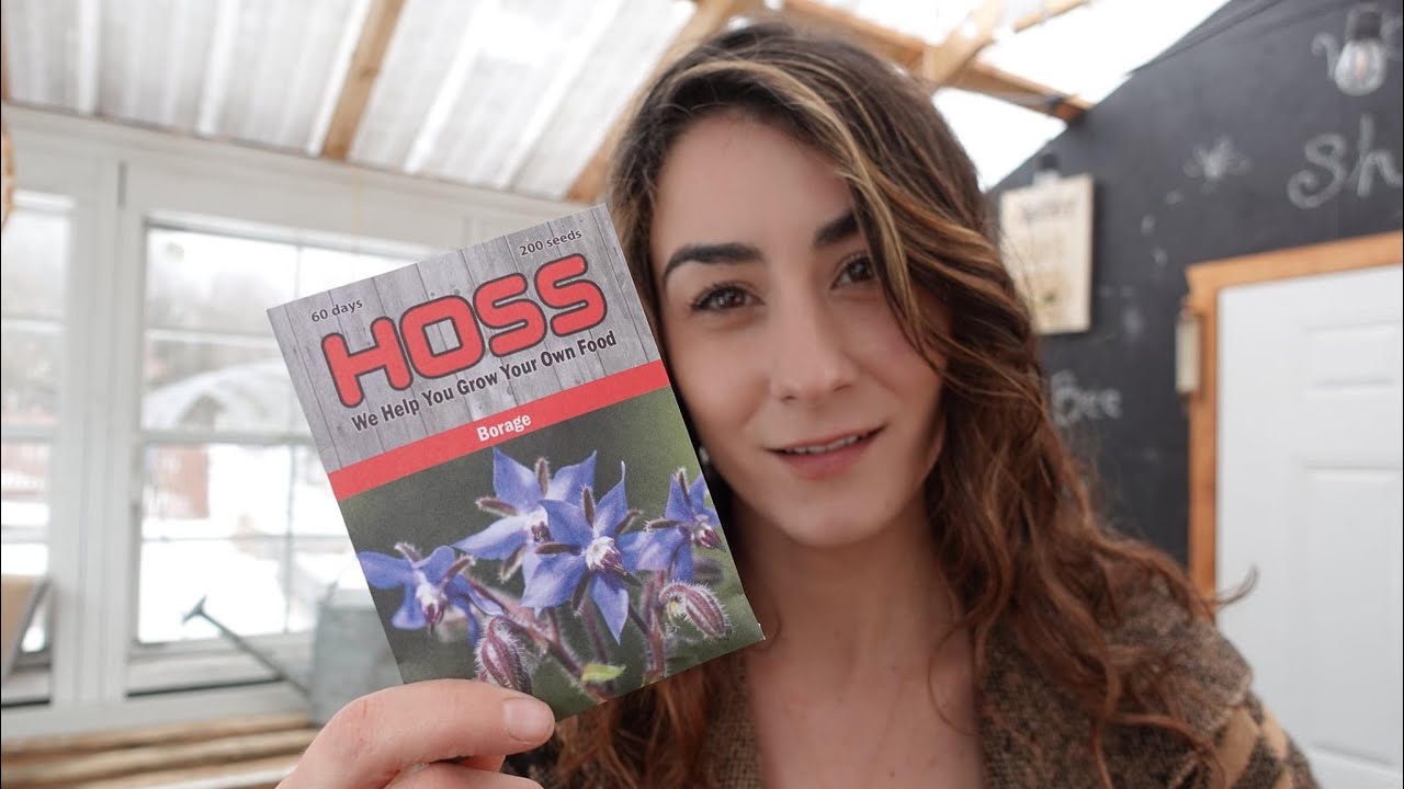 Why I am Planting Borage [ HONEY BEES & HERBALISM ]