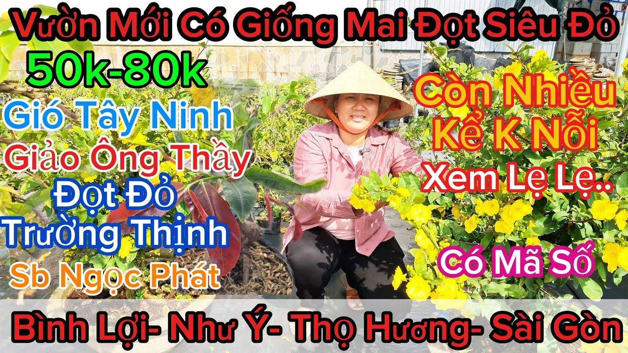 🍀10/3☎️0979370704☎️🌲Mai Vàng Giá Rẻ🌲Giao Lưu Nhiều Giống Mai Mới Giá Rẻ Từ 50k👉Mã Số Cuối Clip..🌲
