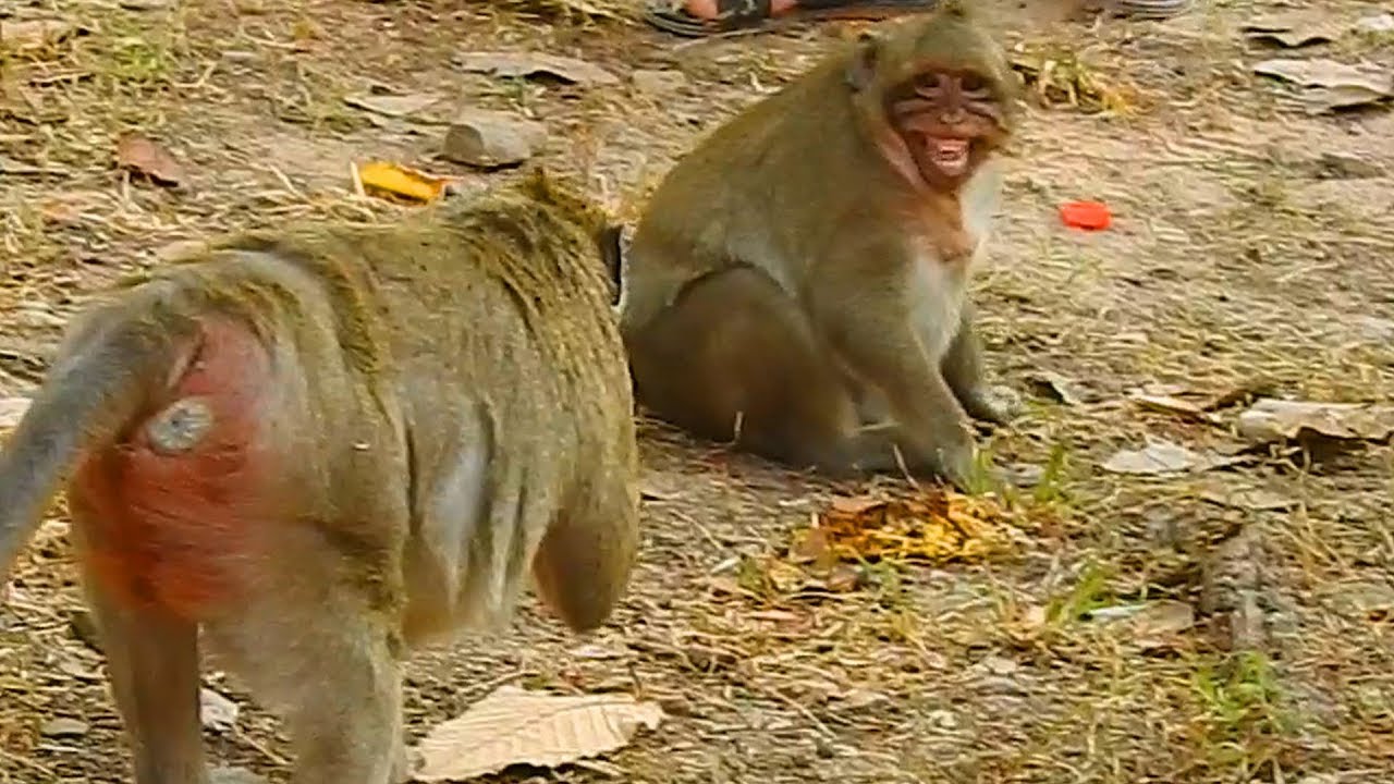 Sweet Pea afraid with Maria because she use to bite him be for / Monkey Post
