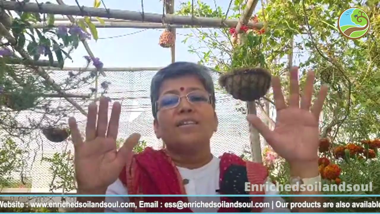 Right way of watering plants in summer. गर्मियों में पौधों को सही ढंग से पानी दे।