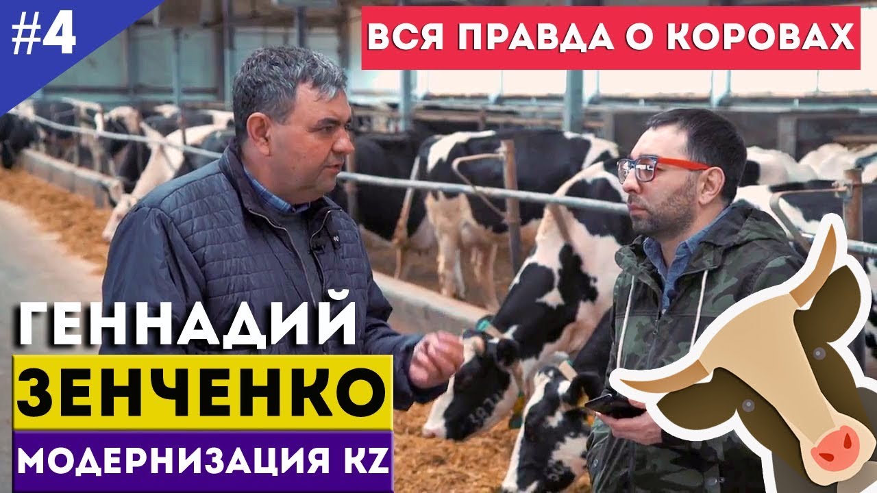 Геннадий Зенченко. Вся правда о коровах / Модернизация KZ