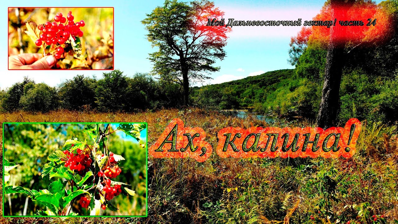 Русь-матушка#Ах, калина#ガマズミ