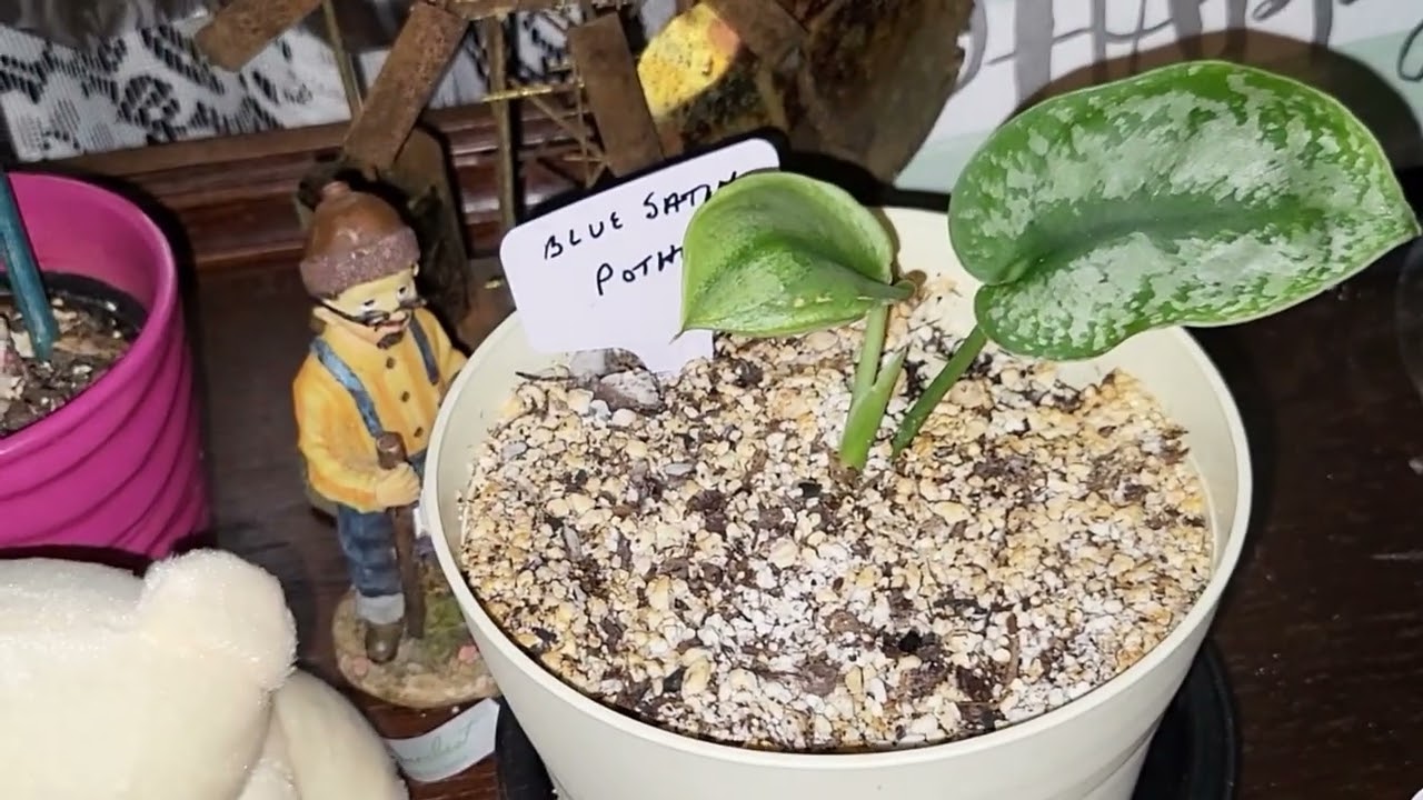 March 2024 Review - Indoor Gardening on a Budget