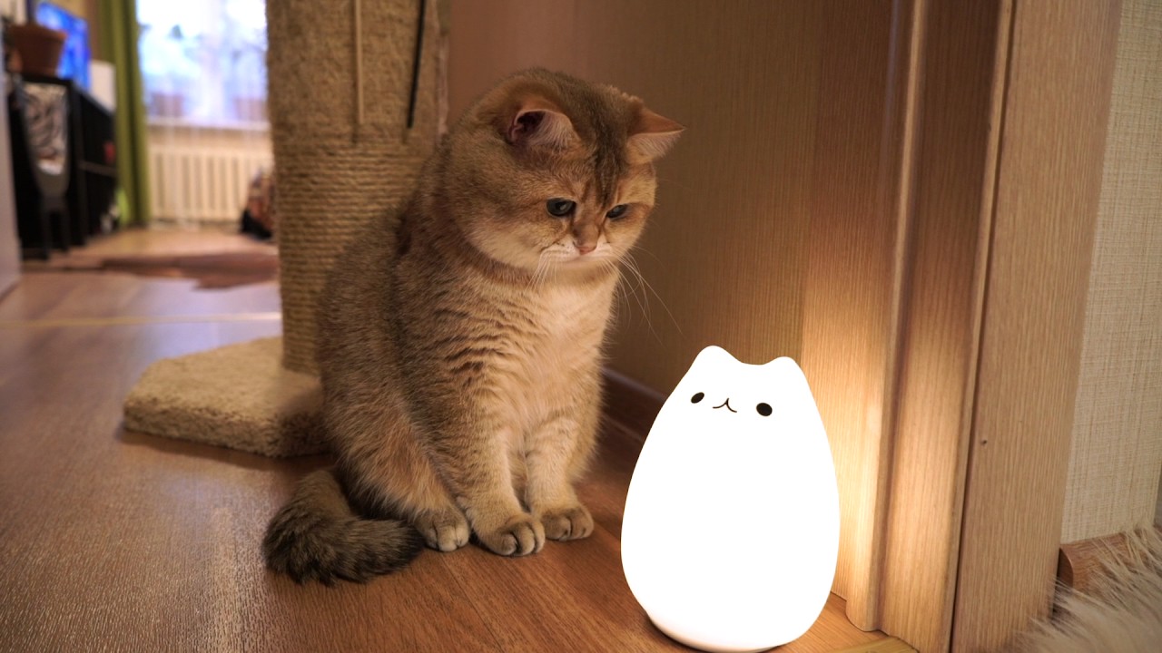 Cat Lamp & Hosico
