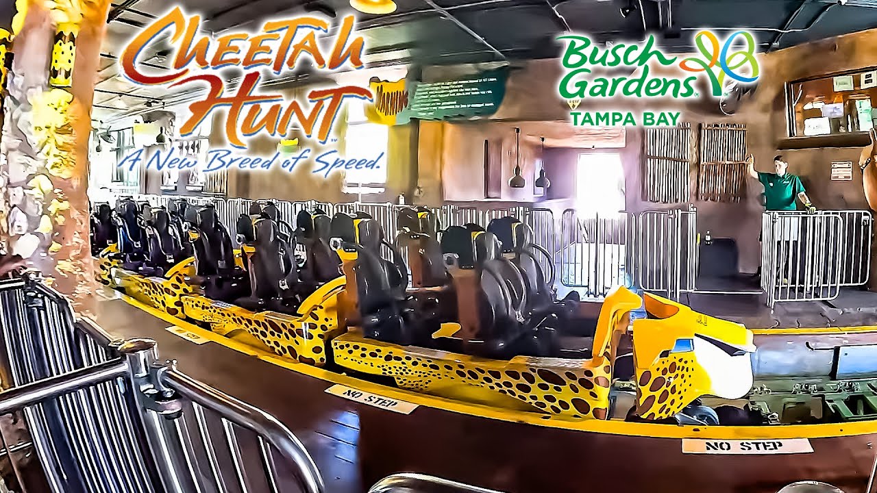 Cheetah Hunt Roller Coaster On Ride Front Seat 4K POV Busch Gardens Tampa 2025 10 16