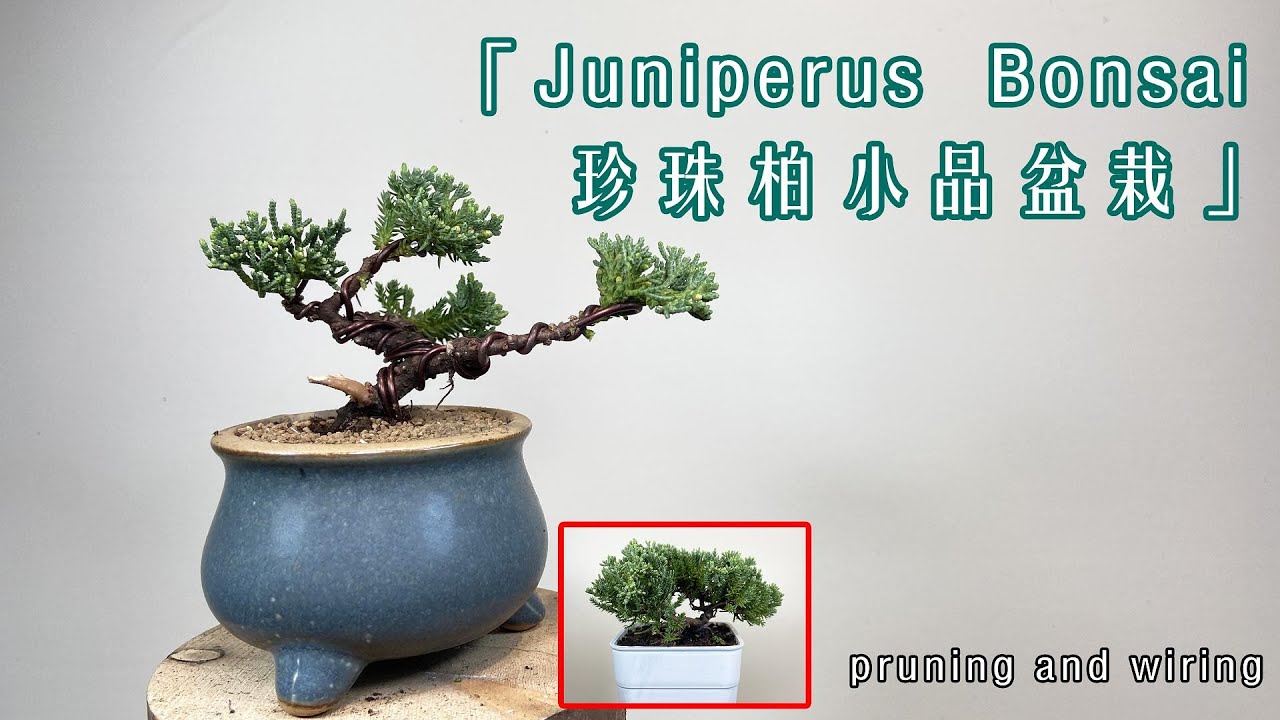 配個可愛盆器！珍珠柏小品盆栽 Juniperus Bonsai