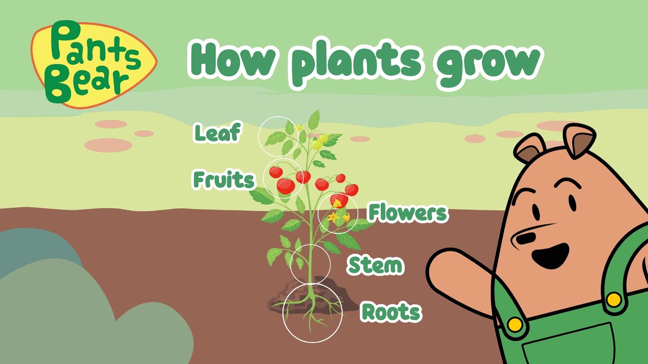 Basic needs for a plants growth | Plants Science Year 1 | Parts of plants  | English | #PantsBear
