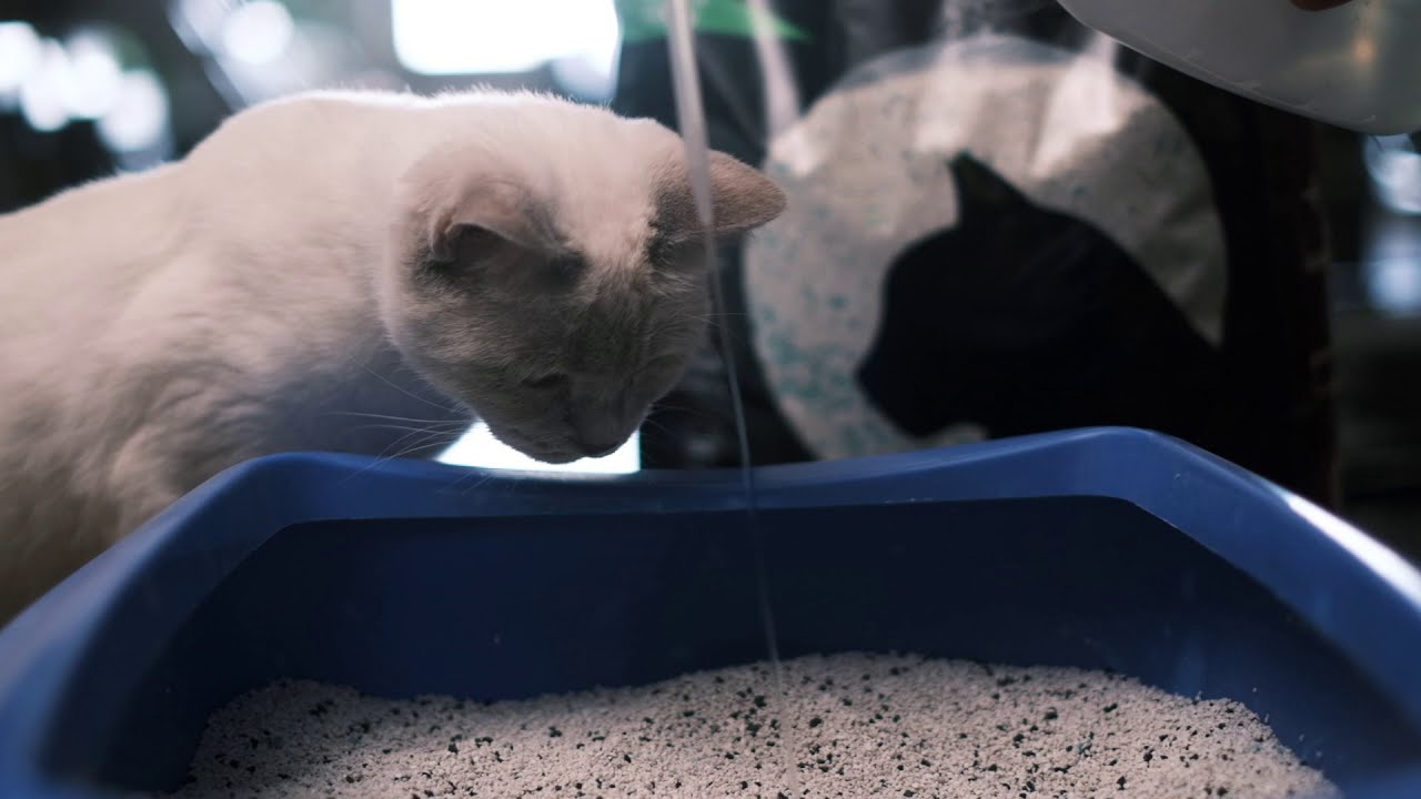 Catmania cat litter - high montmorillonite content and plasticity.