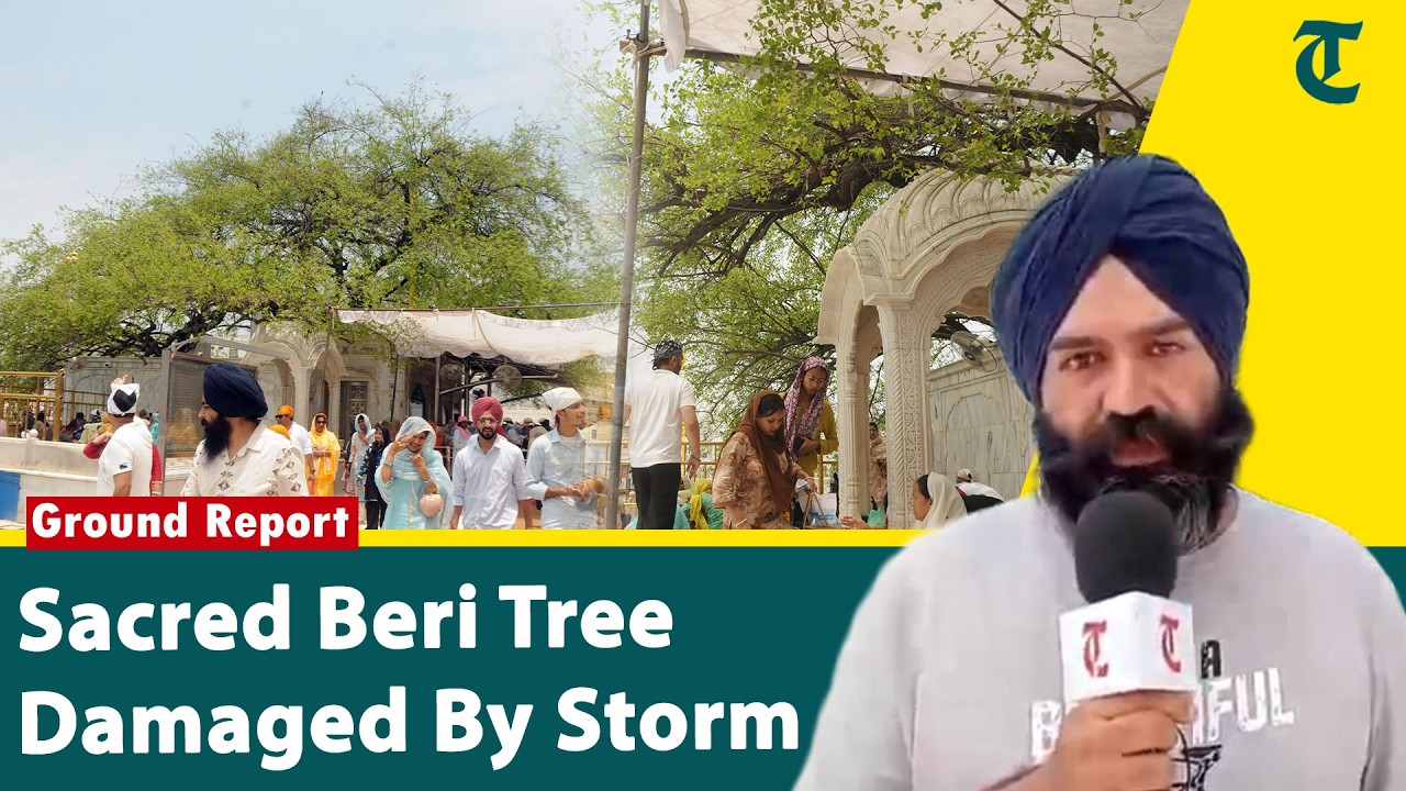 Strong Winds Damage Sacred Dukh Bhanjani Beri At Golden Temple, Main Trunk Remains Safe