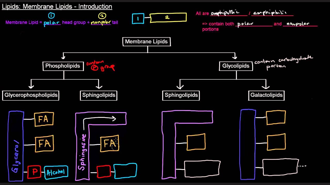 Lipids (Part 5 of 11) - Membrane Lipids - Intro