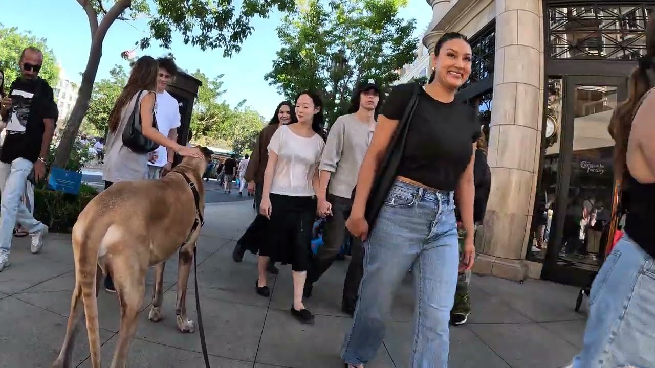 Cash 2.0 Great Dane at the Americana at Brand in Glendale, California 23