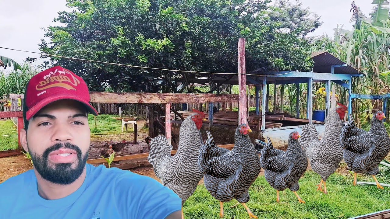 QUANTOS DA PARA GANHAR CRIANDO GALINHAS CAIPIRA POR MÊS 