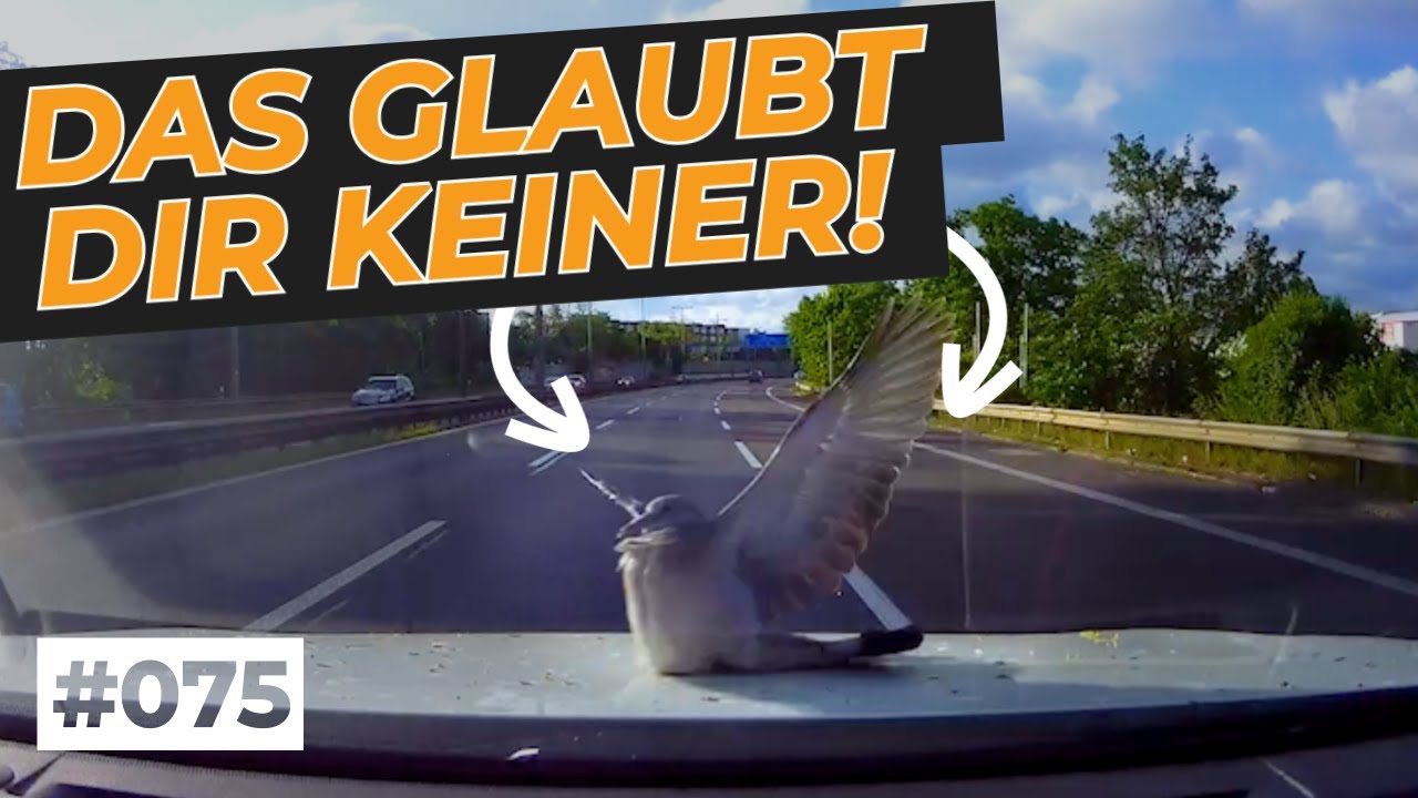 Wütender LKW-Fahrer, kritische Überholmanöver und Stunttauben | #GERMAN #DASHCAM | #075