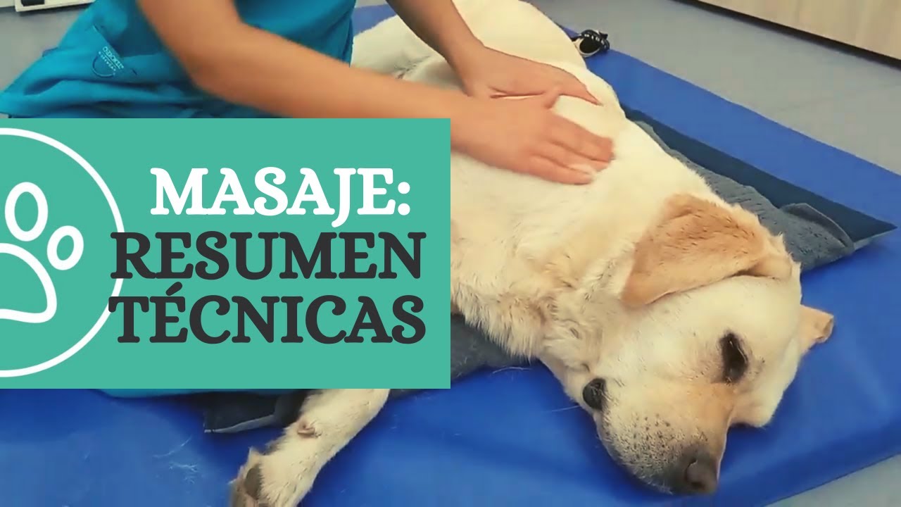 Masaje de descarga: un repaso de las diferentes técnicas de masoterapia para tu perro.