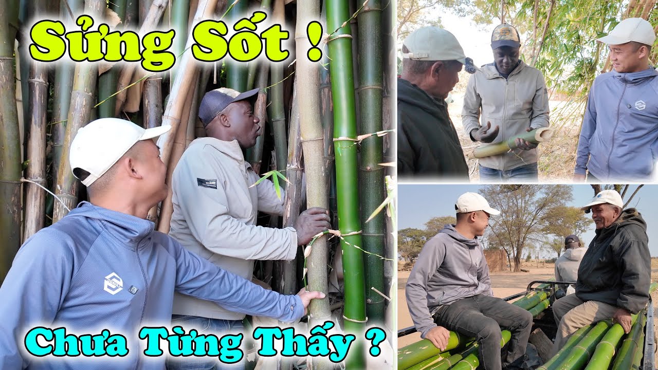 Công Giáp || Chưa Từng Thấy ! Của Em Sao ? Domingo Hoảng Hốt Khi Thấy Cây Tre Khổng Lồ ?