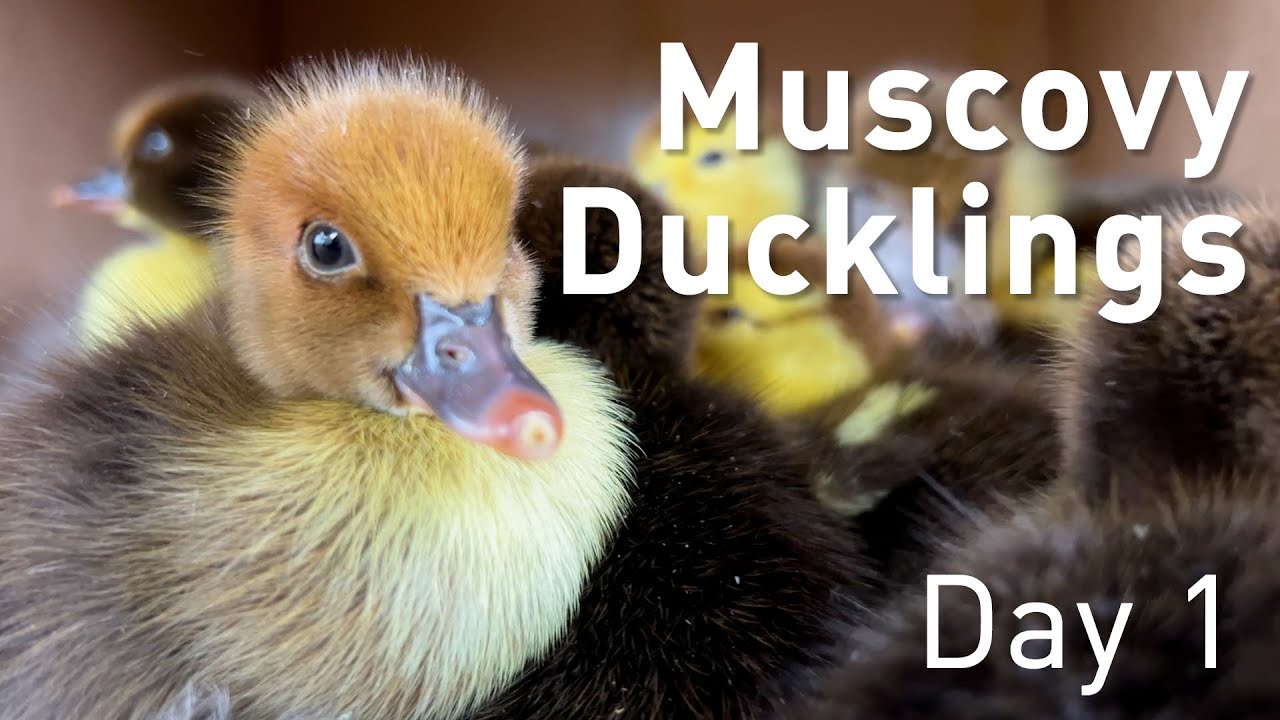 Day 1 for some muscovy ducklings