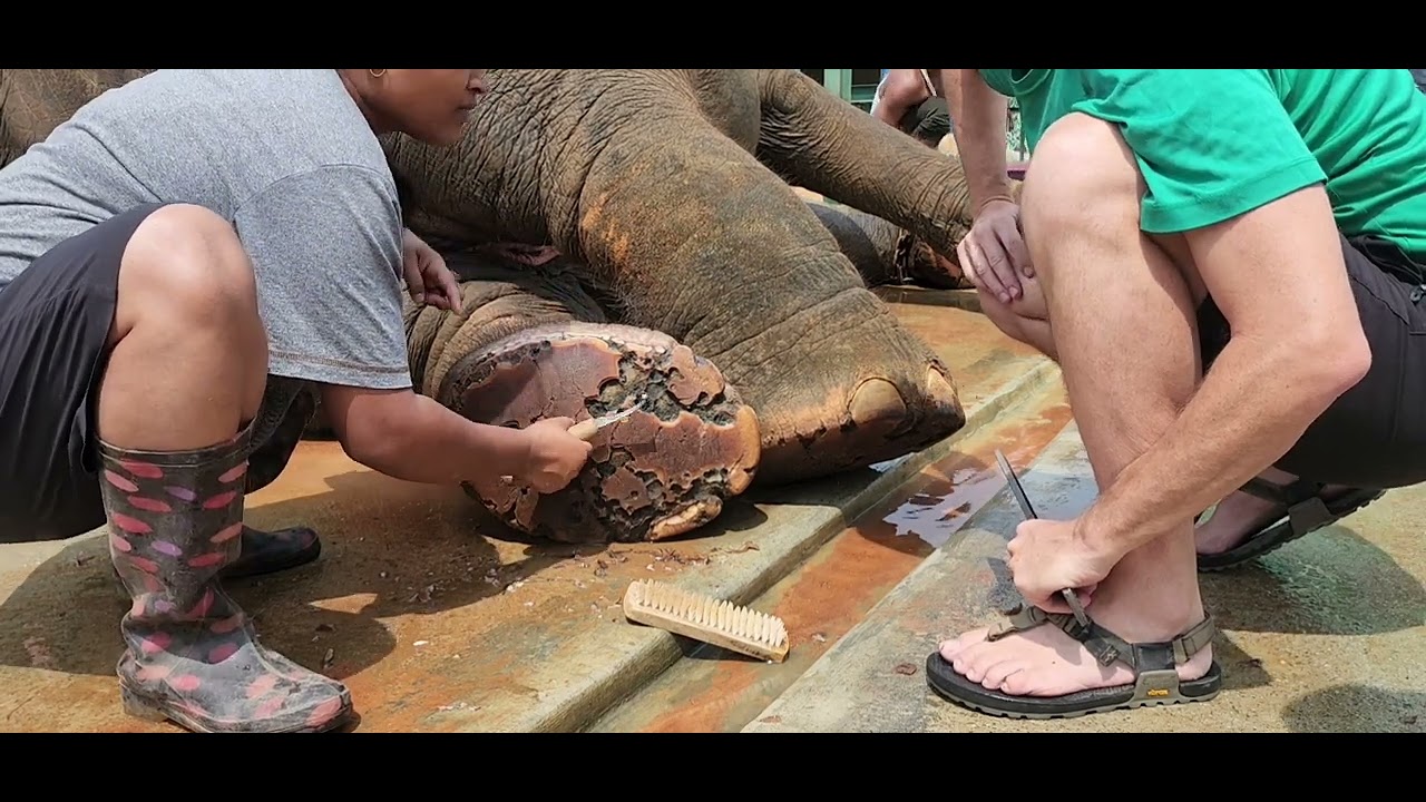 2023 Elephant foot trim tutorial. pt. 1
