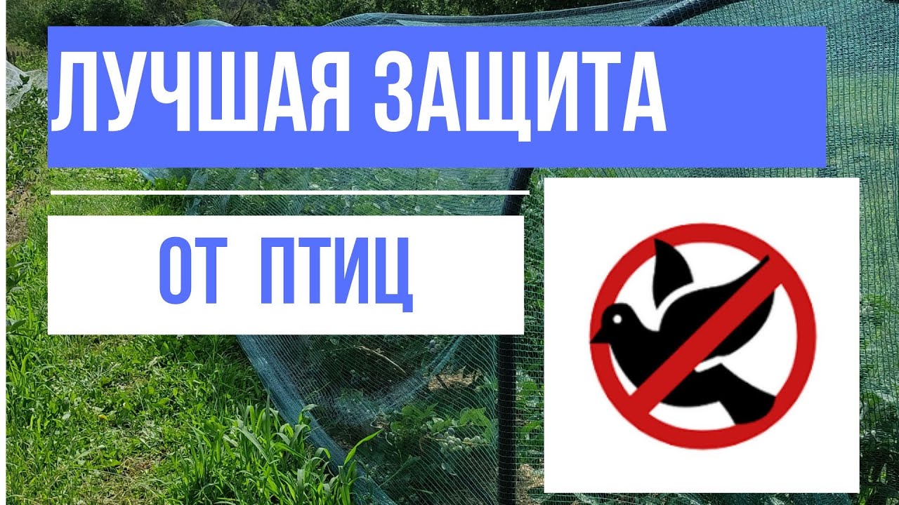 Самая надёжная защита ягоды от птиц и града!