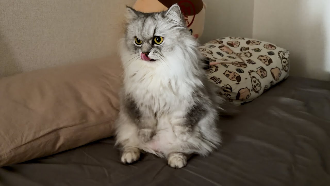たまにミーアキャットになるレイちゃん