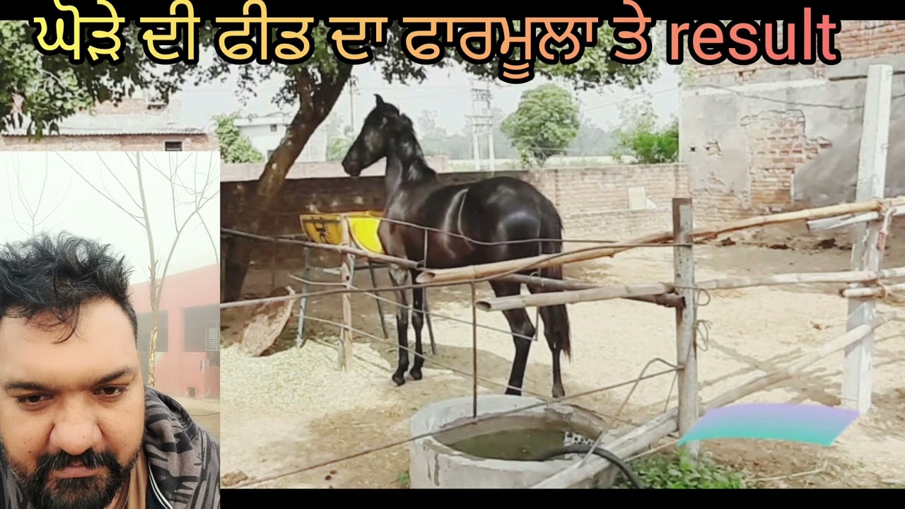 ਘੋੜੇ ਦੀ ਫੀਡ ਦਾ ਫਾਰਮੂਲਾ ਤੇ result 