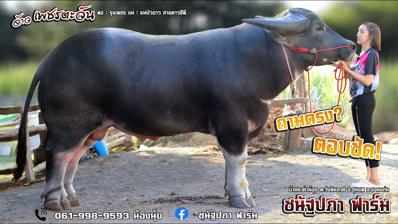 ถามตรง? ตอบชัด! กับน้องนุ้ย ชนัฐปภา ฟาร์ม พร้อมอัพเดทเจ้าเพชรตะวัน #breeding